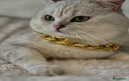British Shorthair cats for stud: ACTIVE reg 𝑮𝑪𝑪𝑭/TICA BSH CHINCHILLA 🏆 in Ilford - Image 24