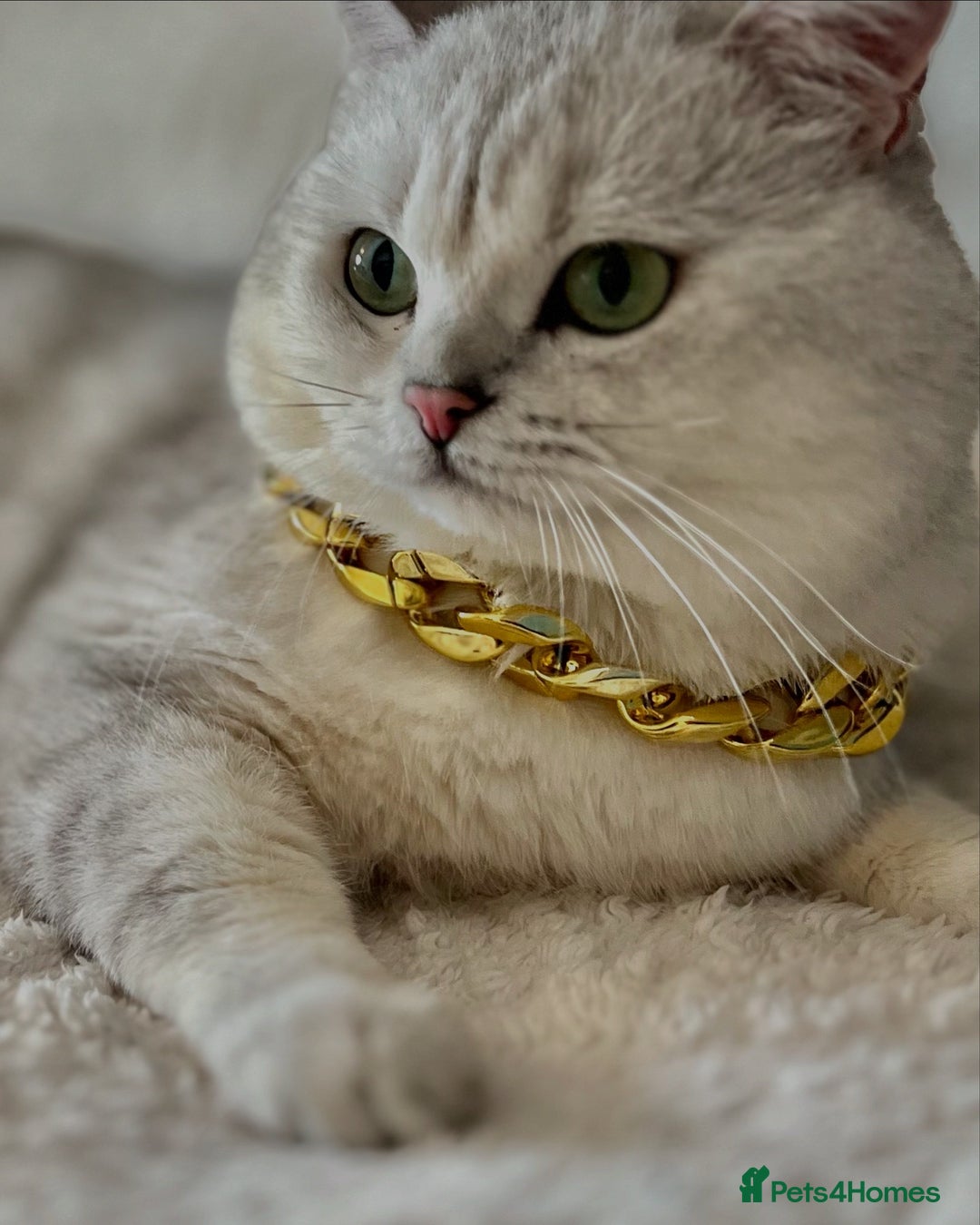 British Shorthair cats for stud: ACTIVE reg 𝑮𝑪𝑪𝑭/TICA BSH CHINCHILLA 🏆 in Ilford - Image 24