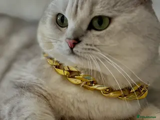 British Shorthair cats ACTIVE reg ๐ฎ๐ช๐ช๐ญ/TICA BSH CHINCHILLA ๐ - Advert 3