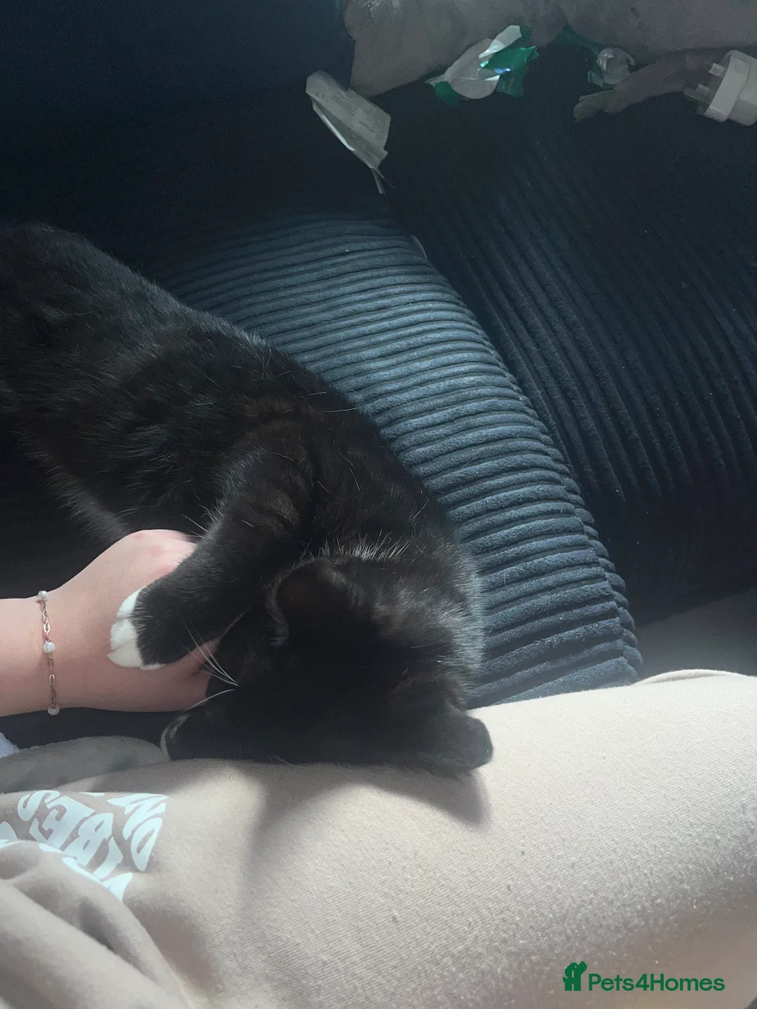 Domestic Shorthair cats for sale: READY NOW  - Advert 1