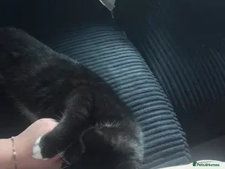 Domestic Shorthair cats READY NOW - Advert 1