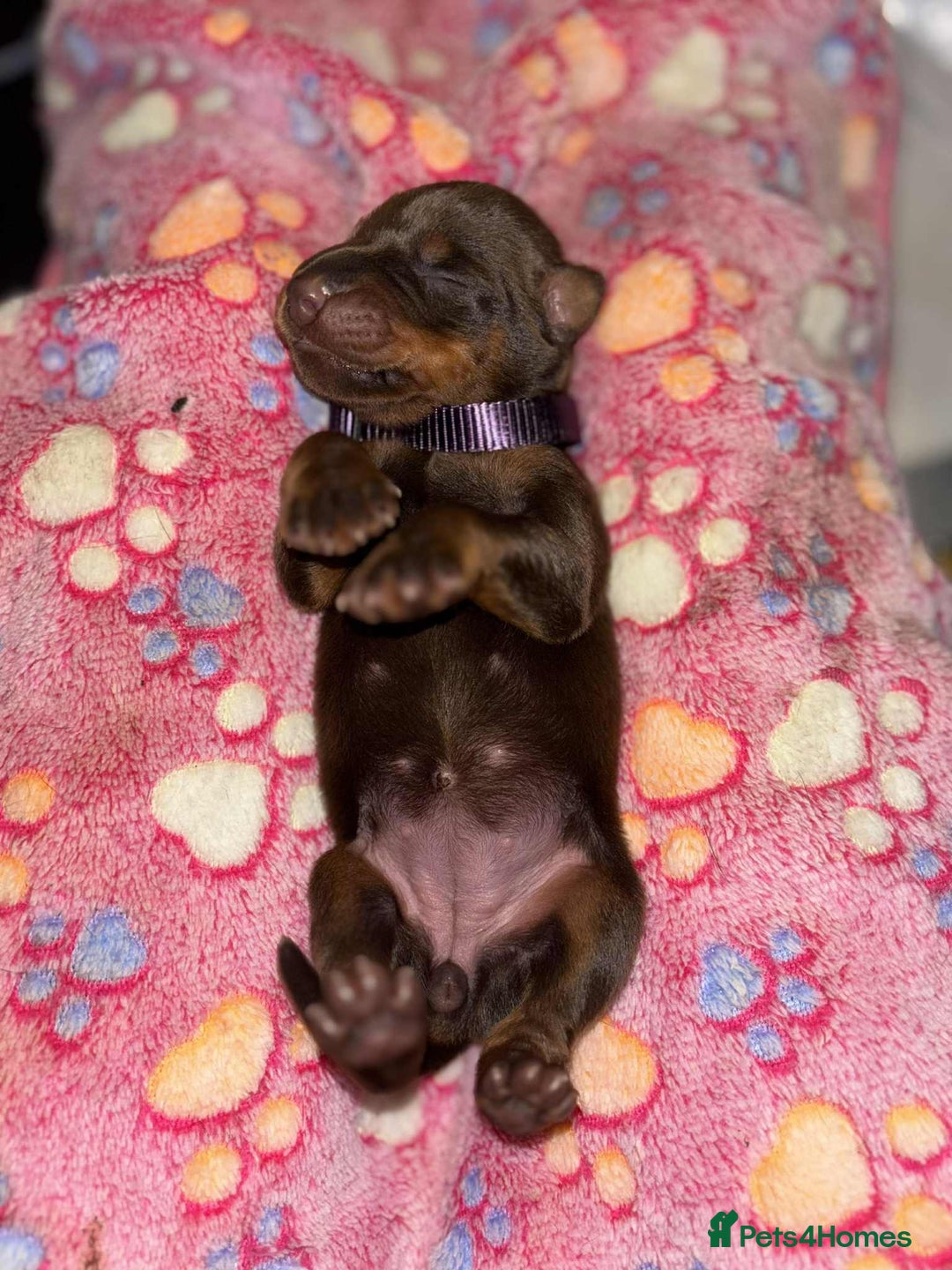 Dobermann dogs for sale: Doberman Puppies For Sale  - Image 7
