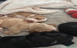 Cocker Spaniel dogs for sale: Working KC cocker spaniels  - Image 11