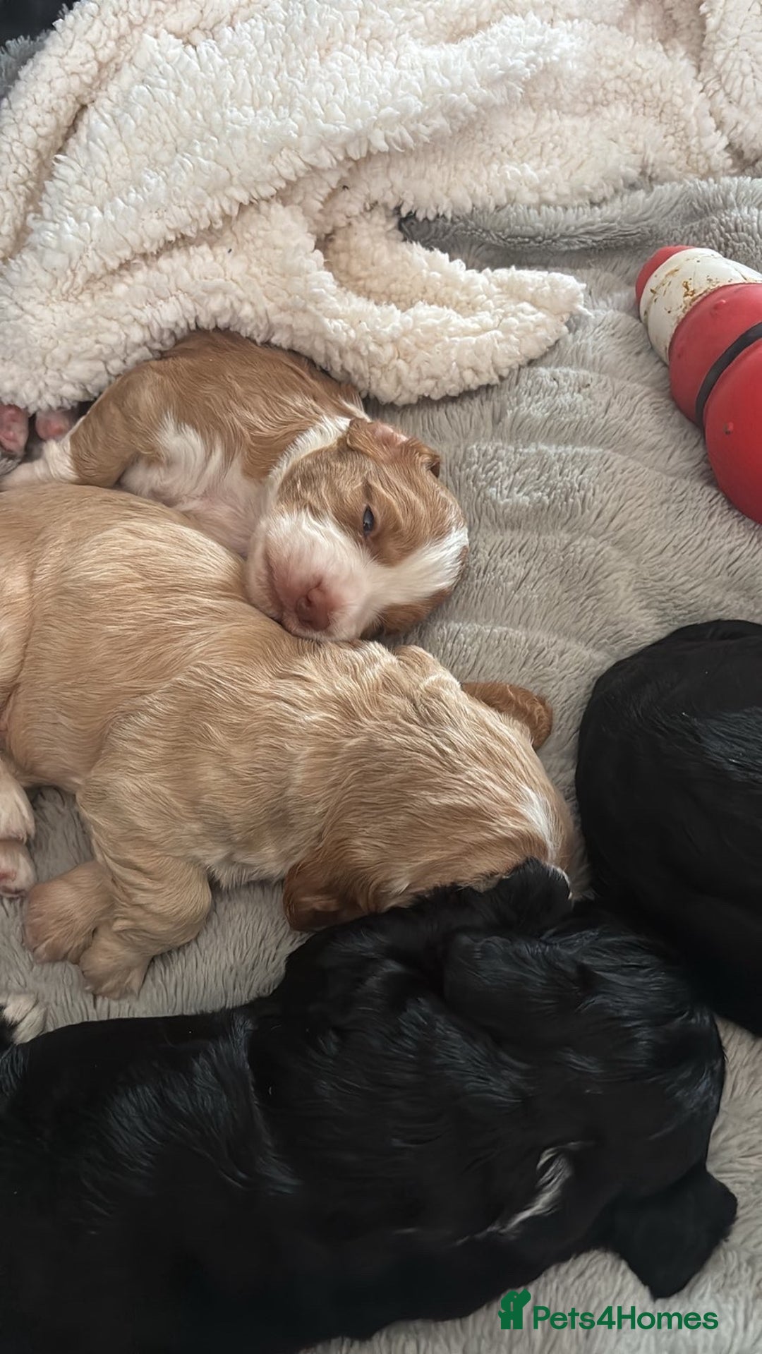 Cocker Spaniel dogs for sale: Working KC cocker spaniels  - Image 11