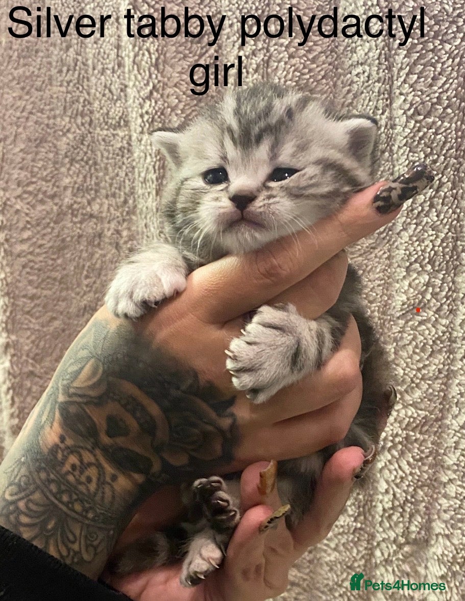 British Shorthair cats Silver tabby or  black polydactyl ( rare ) - Advert 17