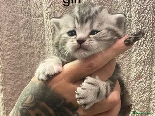 British Shorthair cats Silver tabby or black polydactyl ( rare ) - Advert 17