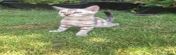 Bengal cats for sale: **Last Snow Lynx Bengal Kitten** TICA - Advert 25