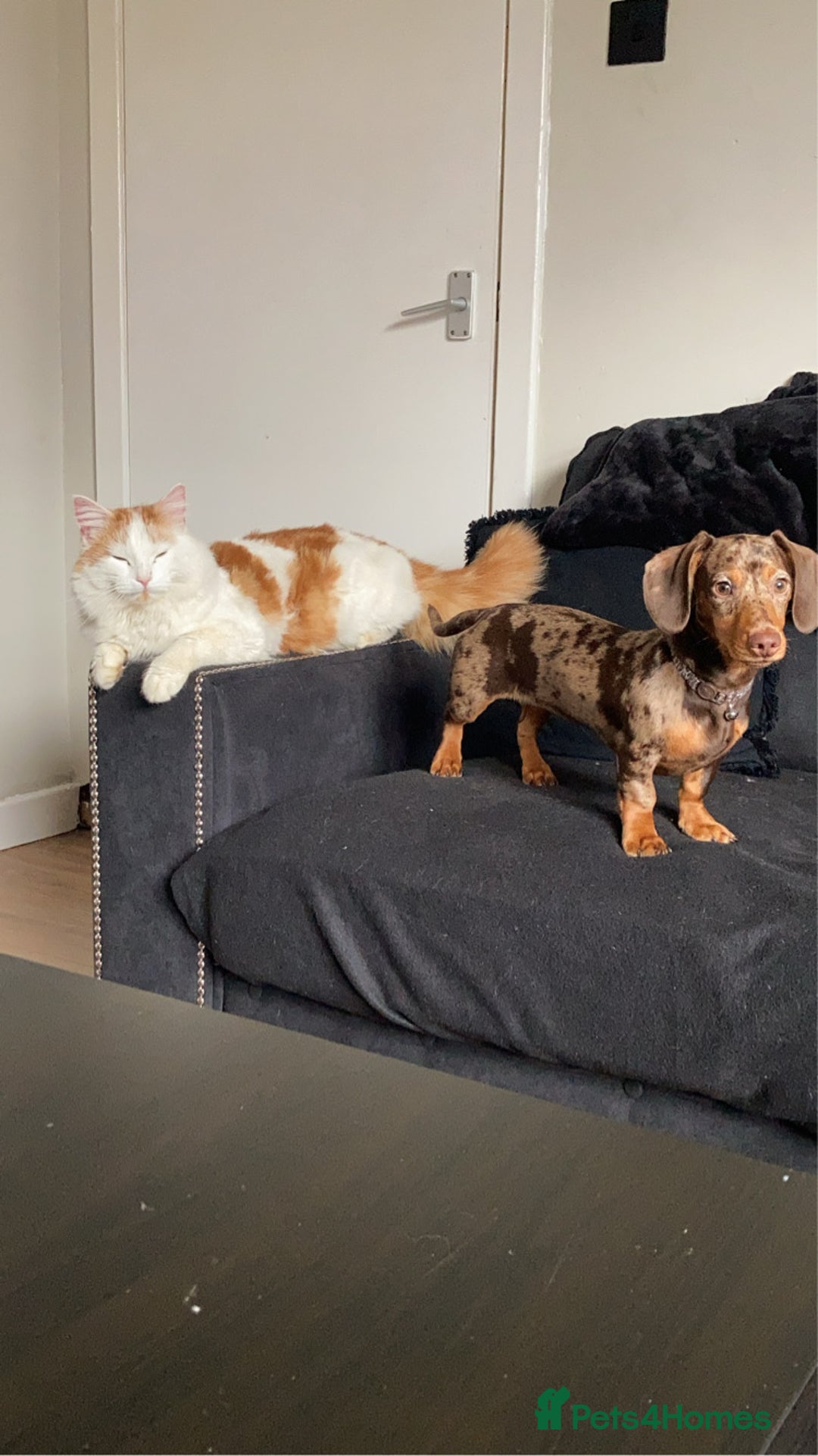 Miniature Dachshund dogs for sale: 7 month old female miniature daschund - Image 5