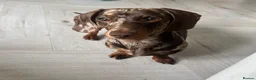Miniature Dachshund dogs for sale: Miniature smooth haired dachshund - Advert 2