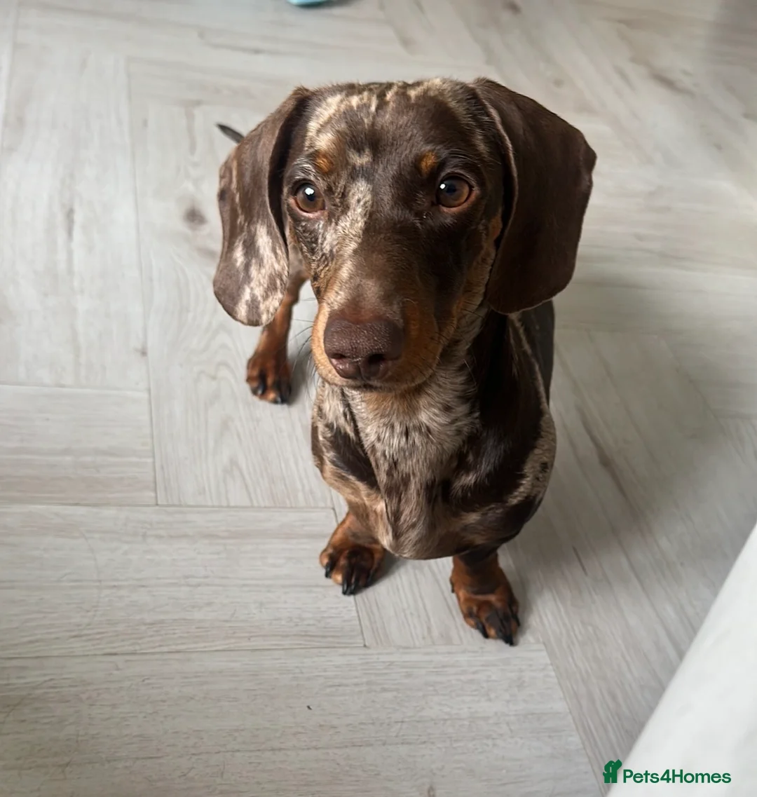 Miniature Dachshund dogs for sale: Miniature smooth haired dachshund - Advert 2