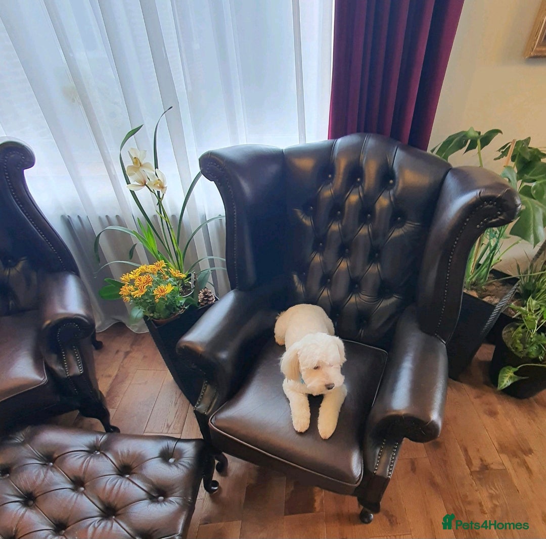 Maltese dogs for sale: Two Loving Bichon Maltese Dogs  (Together Only) - Image 2