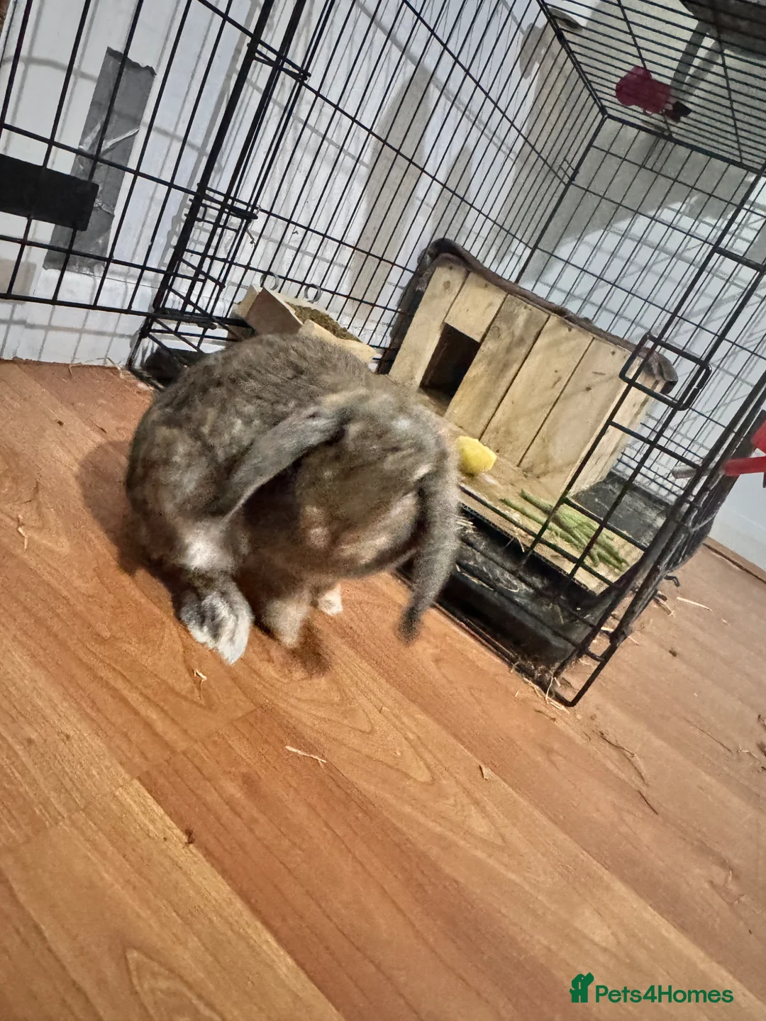 Mixed Breed rabbits for sale: Rabbit  - Advert 5