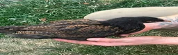 Chickens poultry for sale: Mixed pullets  - Advert 2