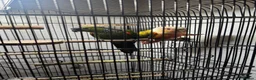Conures birds for sale: 🦜 Beautiful Conure Pair (Pineapple + Green Cheek) in Weybridge - Advert 7
