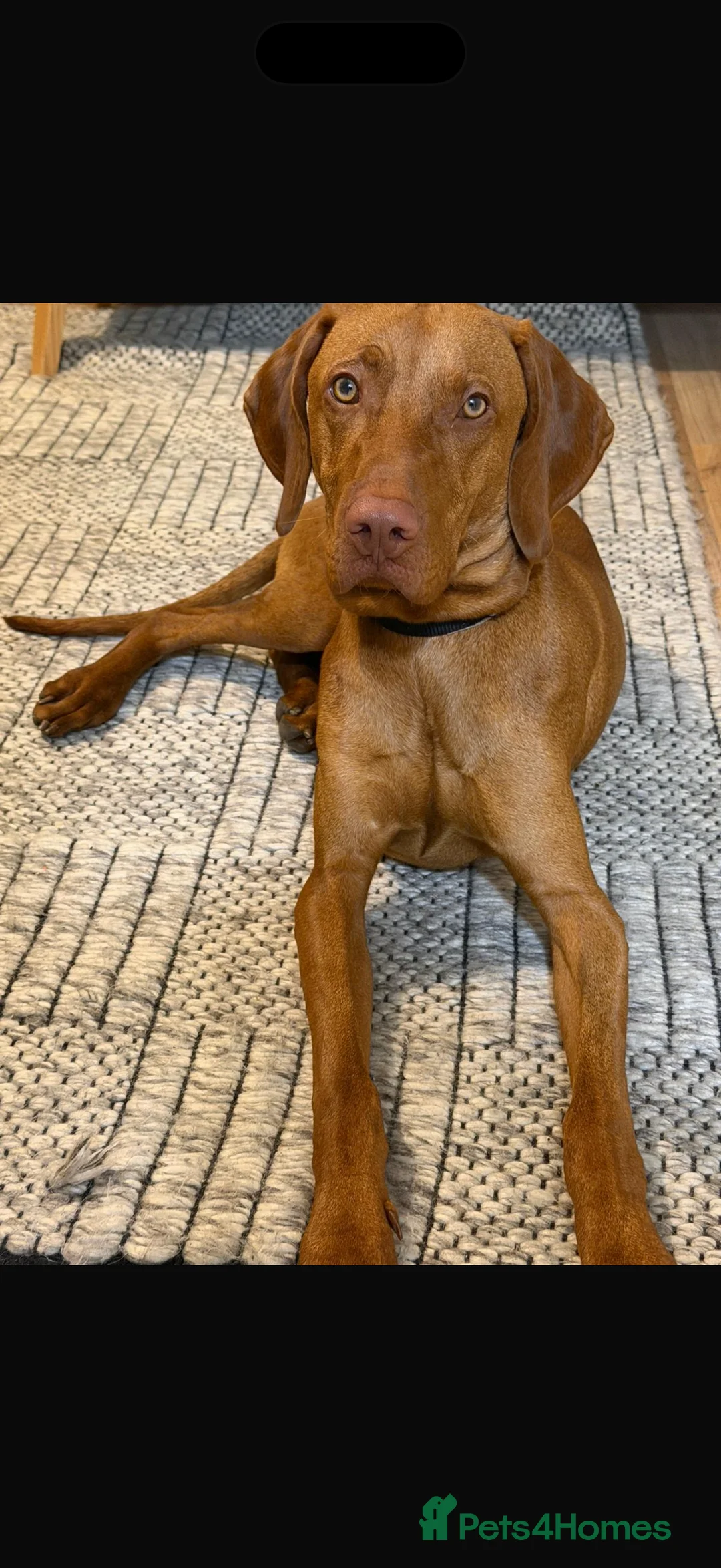Hungarian Vizsla dogs for sale: Hungarian vizsla in Romney Marsh - Advert 2