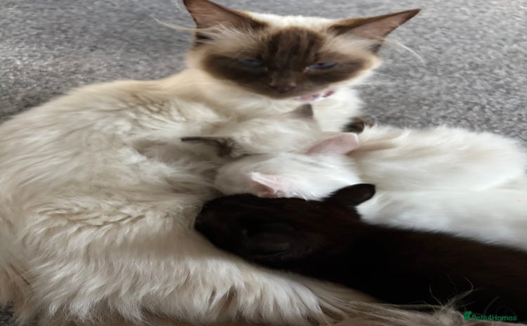 Ragdoll cats - Advert 3