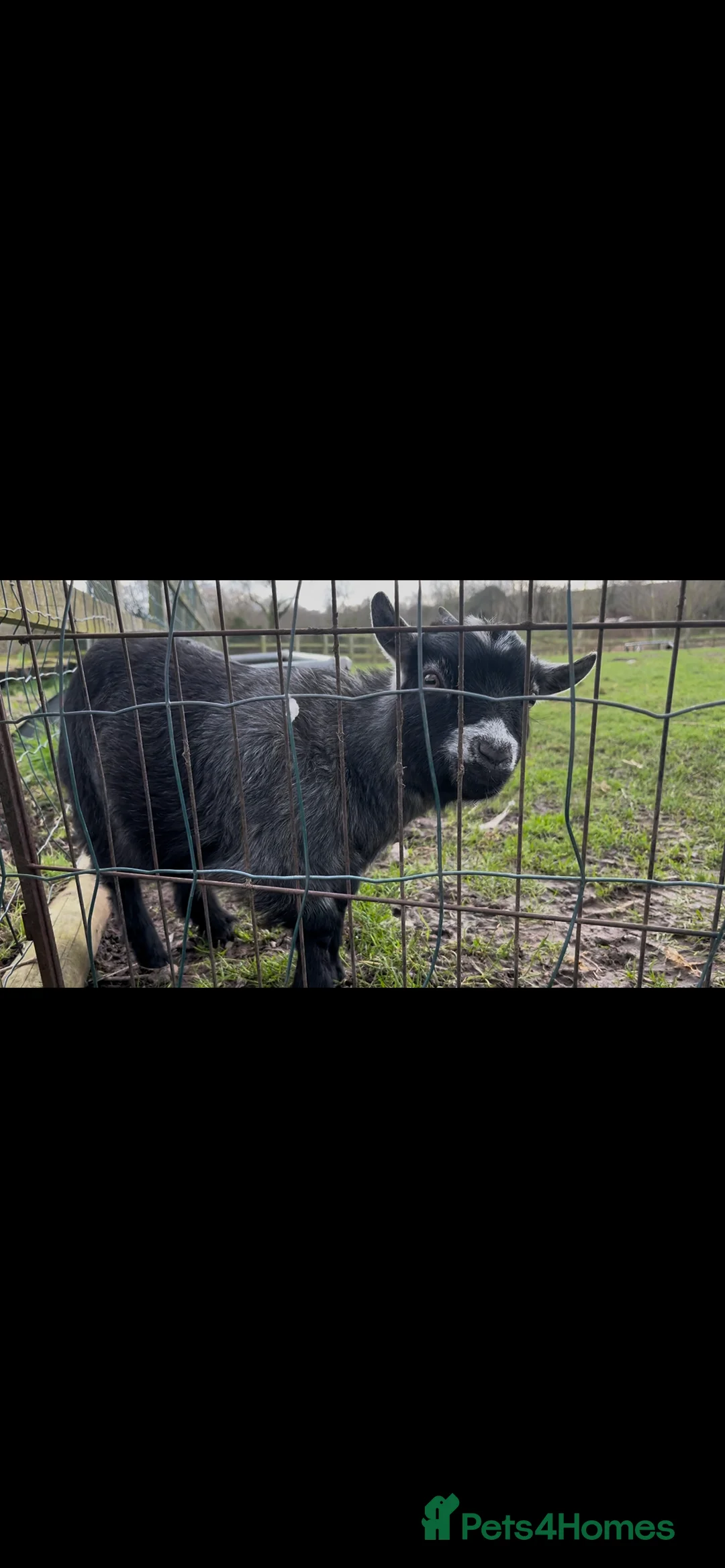 Goats livestock for sale: 2 small Pygmy goats  in Burnley - Advert 1