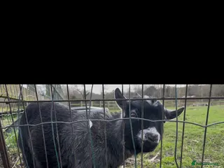 Goats livestock 2 small Pygmy goats in Burnley - Advert 16