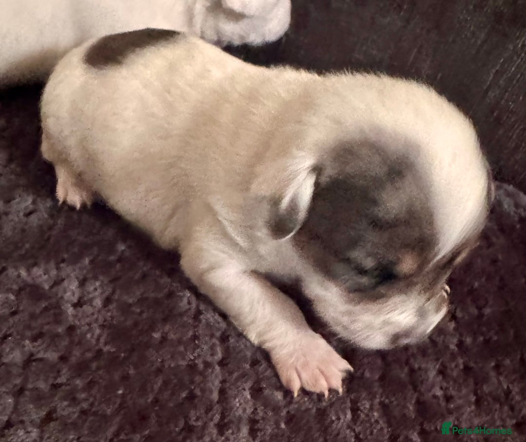 Chipoo dogs for sale: toy poodle X miniature Chihuahua, stunning 2 boys - Advert 9
