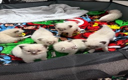 Ragdoll cats for sale: 7 beautiful lynx blue/seal point ragdoll kittens - Image 1