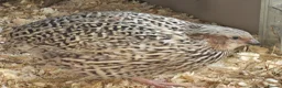 Quail poultry for sale: Quail - Males - Advert 7