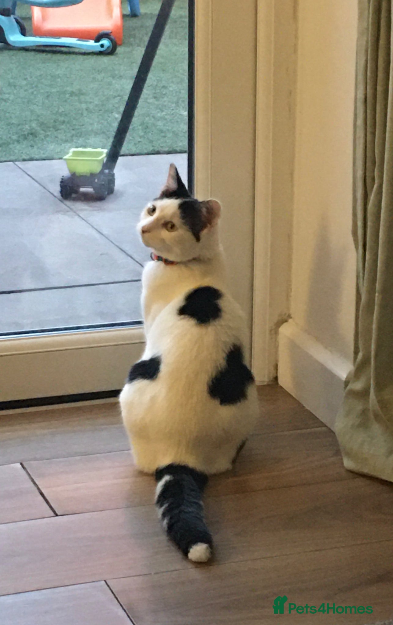 Mixed Breed cats Free - Loki in need of a new home  - Advert 9