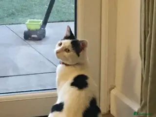 Mixed Breed cats Free - Loki in need of a new home - Advert 9