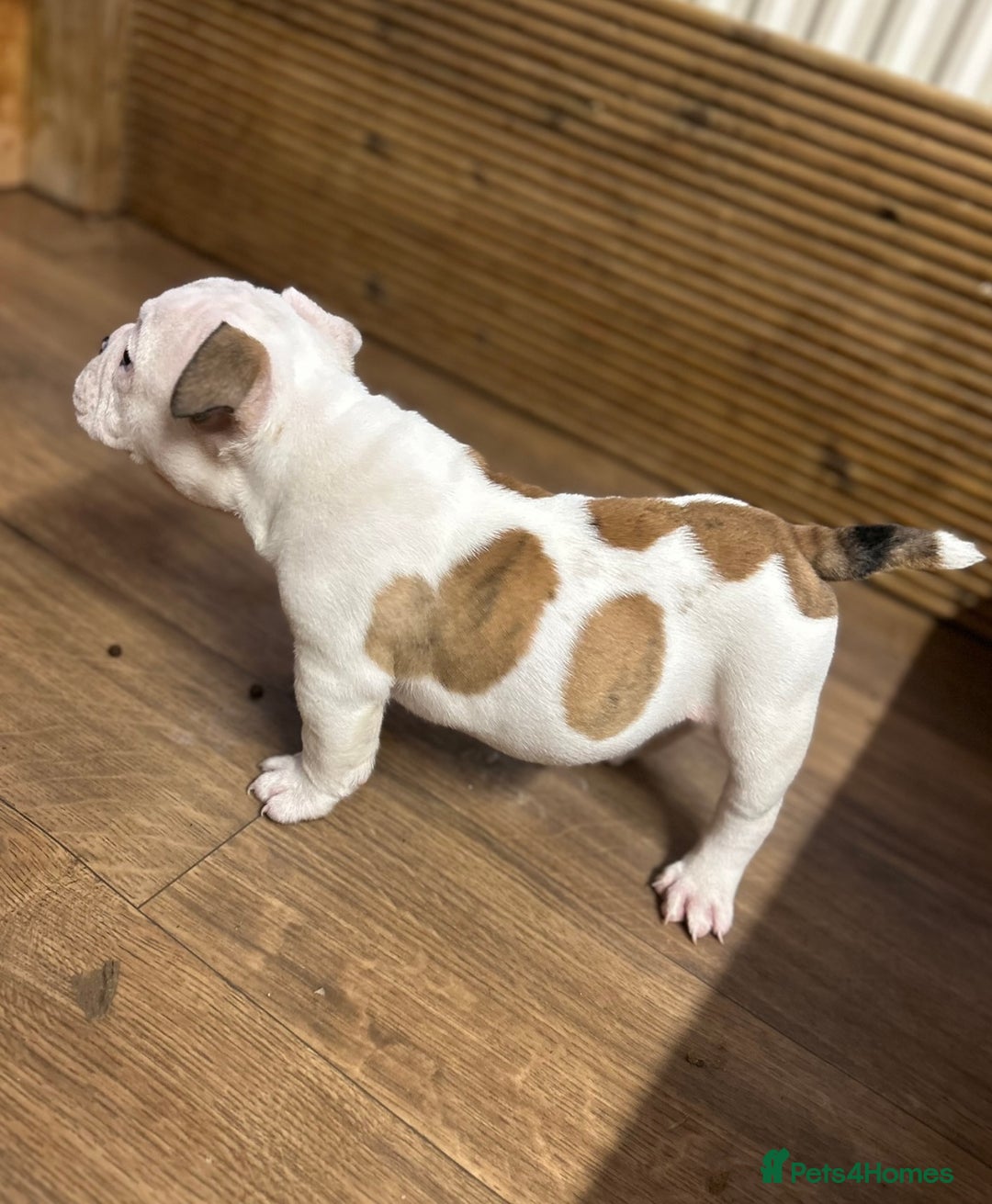 English Bulldog dogs for sale: English bulldogs  - Image 8