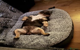 French Bulldog dogs for sale: French bulldog  - Image 2