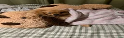Pomeranian dogs for sale: Pomeranian  - Advert 11