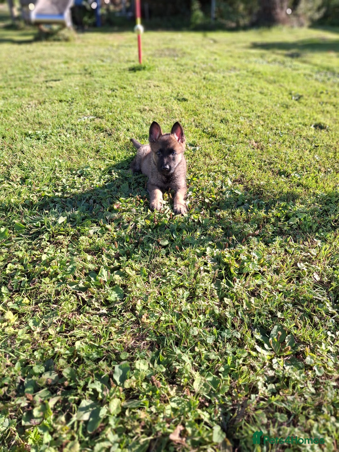 German Shepherd dogs for sale: 🌟Stunning KC Registered German Shepherd Pups🌟 - Image 2