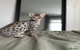 Savannah cats for sale: KIWANGA PEDIGREE F3 SAVANNAH KITTENS  - Image 26