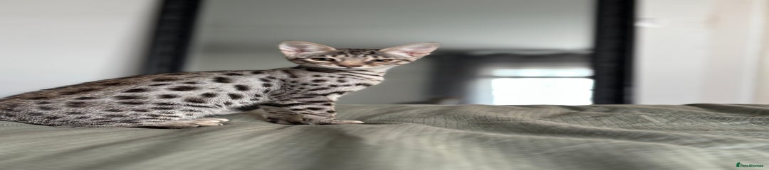 Savannah Kitten 5