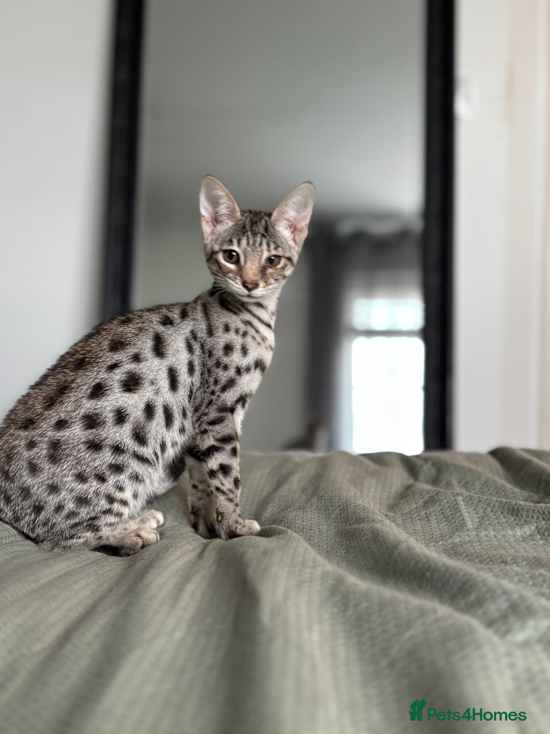 Savannah cats for sale: KIWANGA PEDIGREE F3 SAVANNAH KITTENS  - Image 26