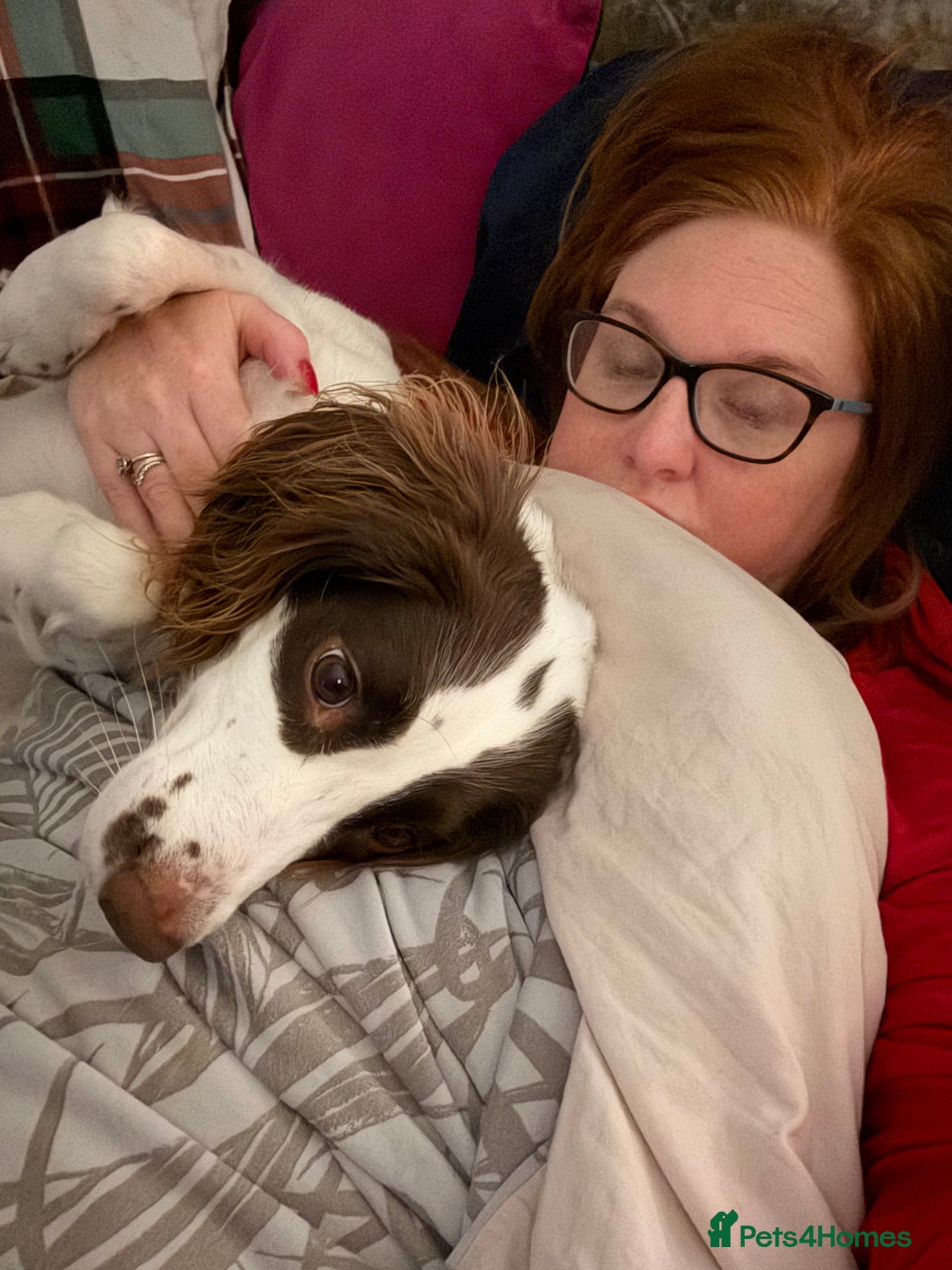 English Springer Spaniel dogs for sale: Willow  - Advert 8