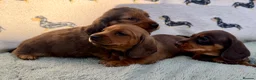 Miniature Dachshund dogs for sale: Quality miniature dachshunds  - Advert 9