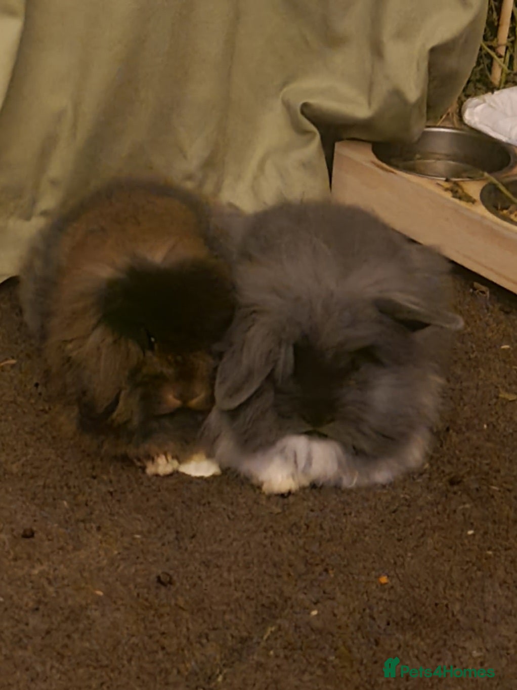 Mixed Breed rabbits Free to loving home - Advert 2