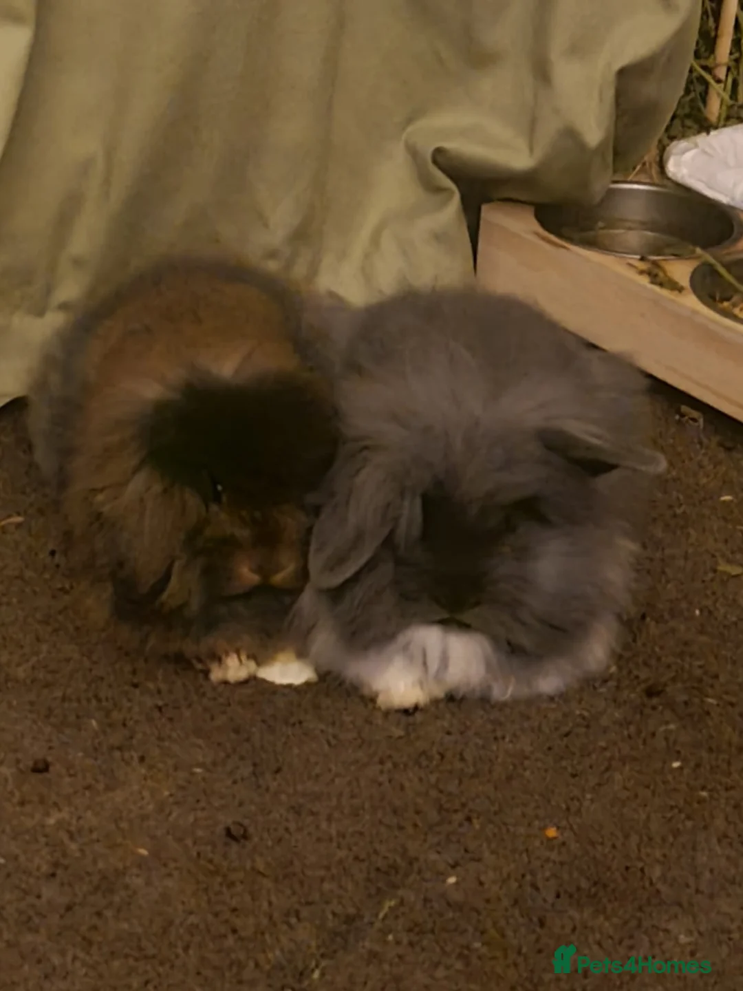 Mixed Breed rabbits for sale: Free to loving home in Driffield - Advert 1