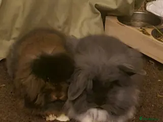 Mixed Breed rabbits Free to loving home - Advert 7