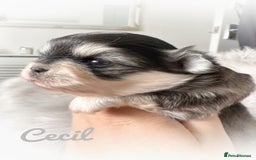 Chihuahua dogs for sale: Long coat girl and boy available  - Image 12