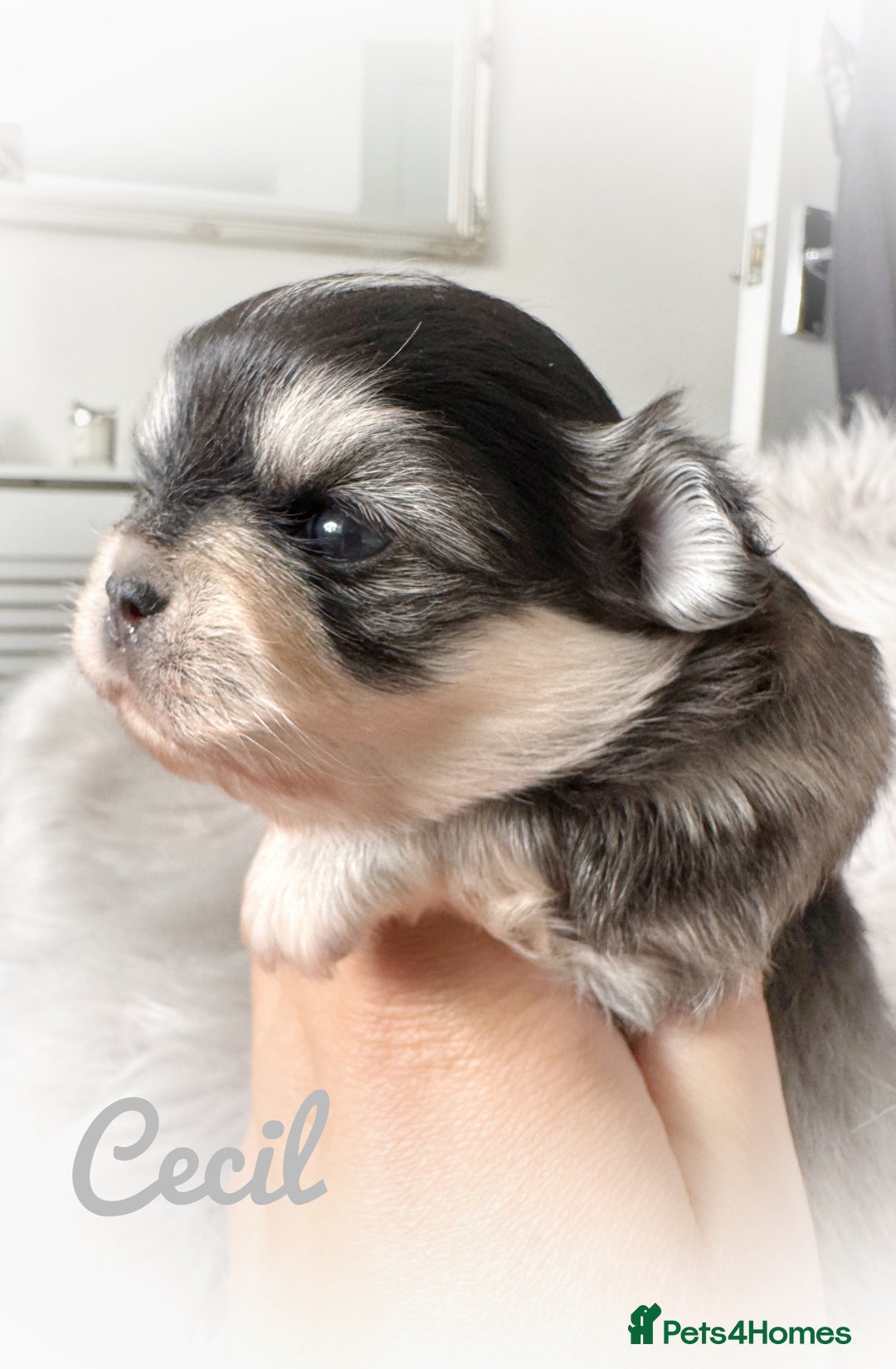 Chihuahua dogs for sale: Long coat girl and boy available  - Image 12