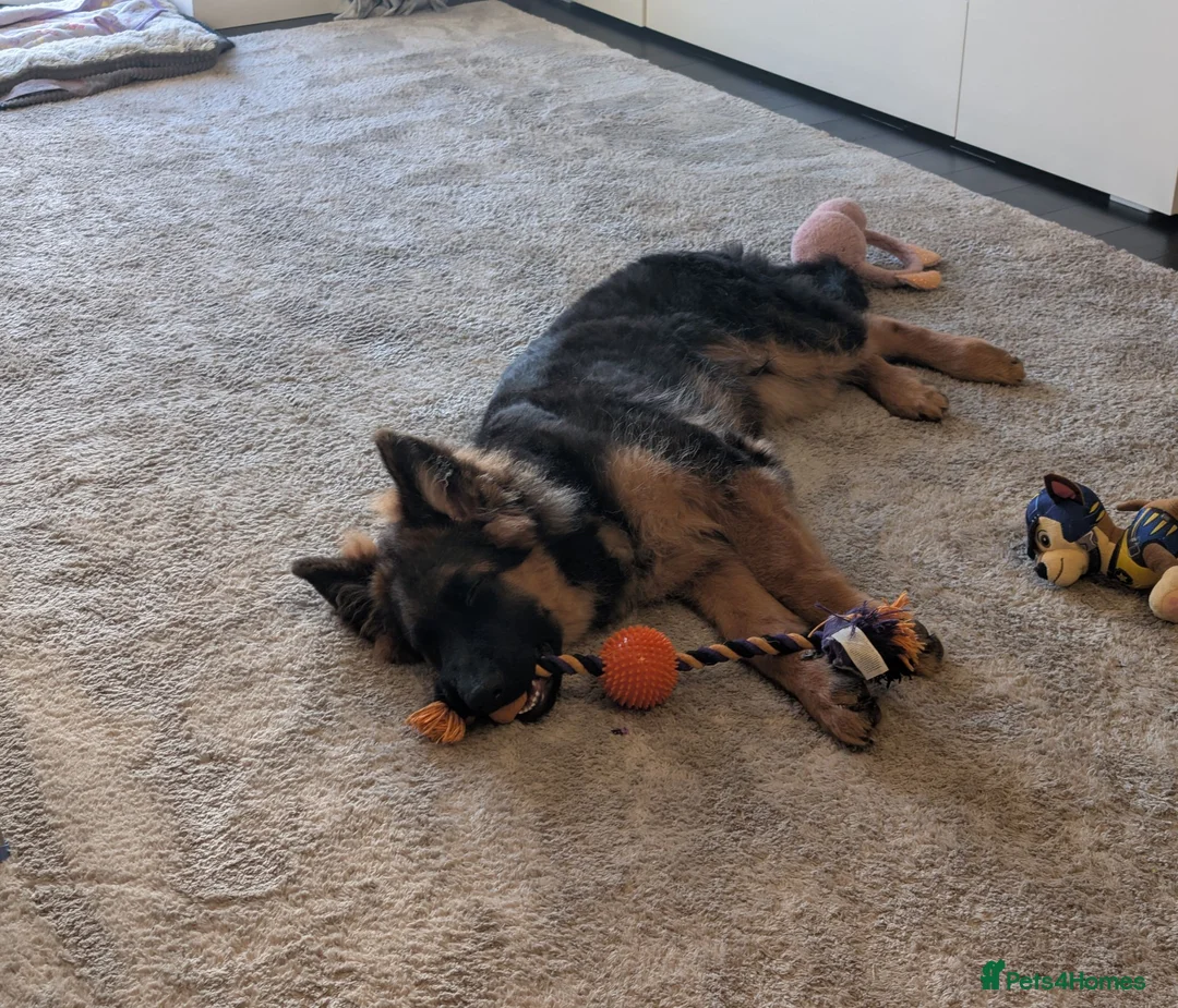 German Shepherd dogs for sale: German Shepherd, 12 Months – Loving Home Needed - Advert 4