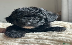 Poochon dogs for sale: Beautiful Poochon pups ❤️ - Image 2