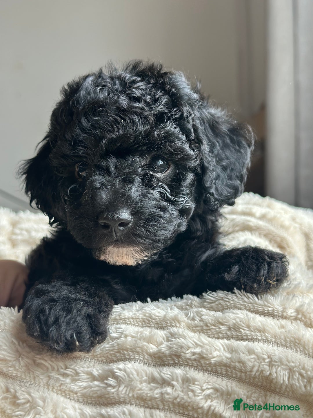 Poochon dogs for sale: Beautiful Poochon pups ❤️ - Image 2