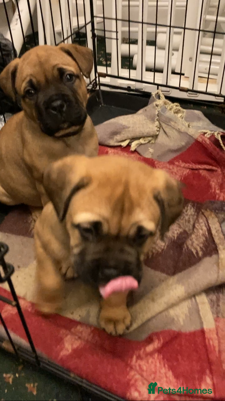 Bullmastiff dogs Bullmastiff puppies for sale - Advert 15