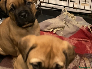 Bullmastiff dogs Bullmastiff puppies for sale - Advert 15