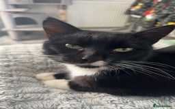 Mixed Breed cats for sale: Tuxedo male cat for sale - Image 3