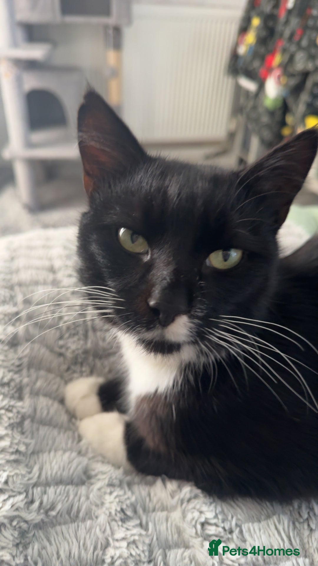 Mixed Breed cats for sale: Tuxedo male cat for sale - Image 3