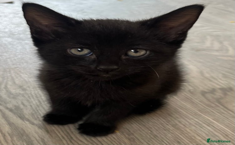 Mixed Breed cats in Waltham Cross - Advert 6