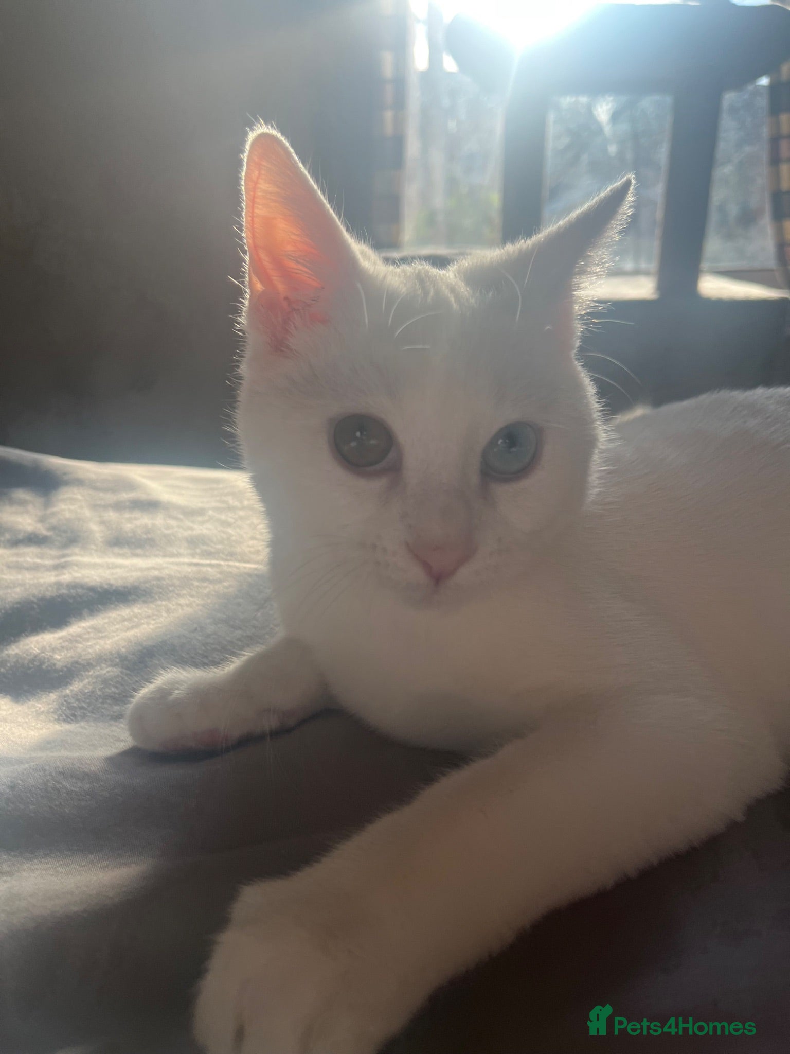 Mixed Breed cats 6 month old mixed breed white kitten for sale  - Advert 9